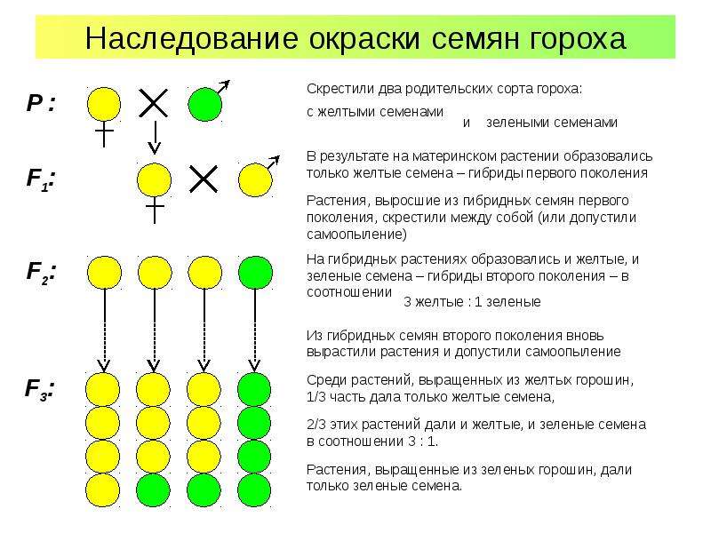 При скрещивании гороха желтыми семенами. Наследование окраски семян гороха. Моногибридное скрещивание сортов гороха. Моногибридное скрещивание гороха схема. Моногибридное наследование.