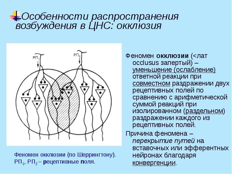 Окклюзия это. Окклюзия физиология ЦНС. Окклюзия и облегчение физиология. Явление облегчения в ЦНС. Окклюзия в нервной системе.