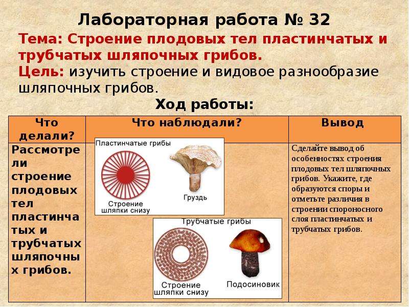 Лабораторная работа грибы. Особенности строения пластинчатых и трубчатых грибов. Трубчатые и пластинчатые грибы таблица. Строение плодовых тел шляпочных грибов.