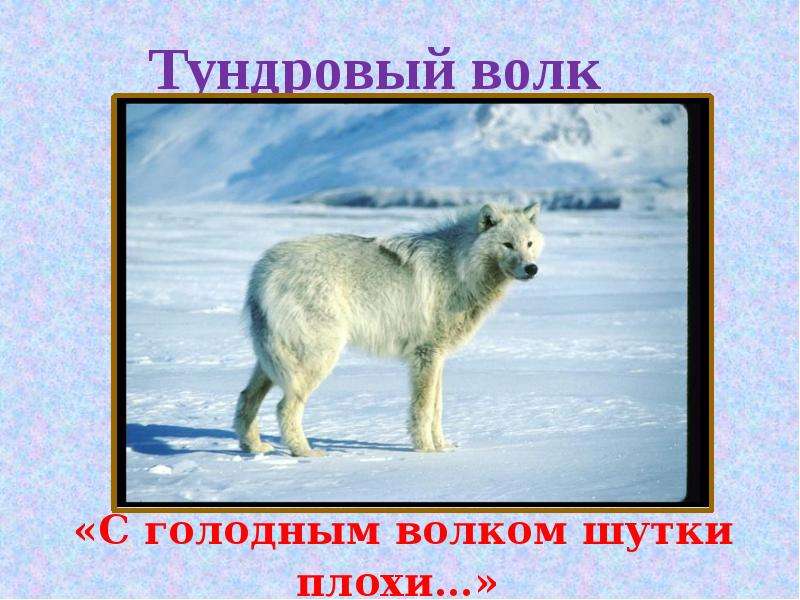 Презентация тундровый волк