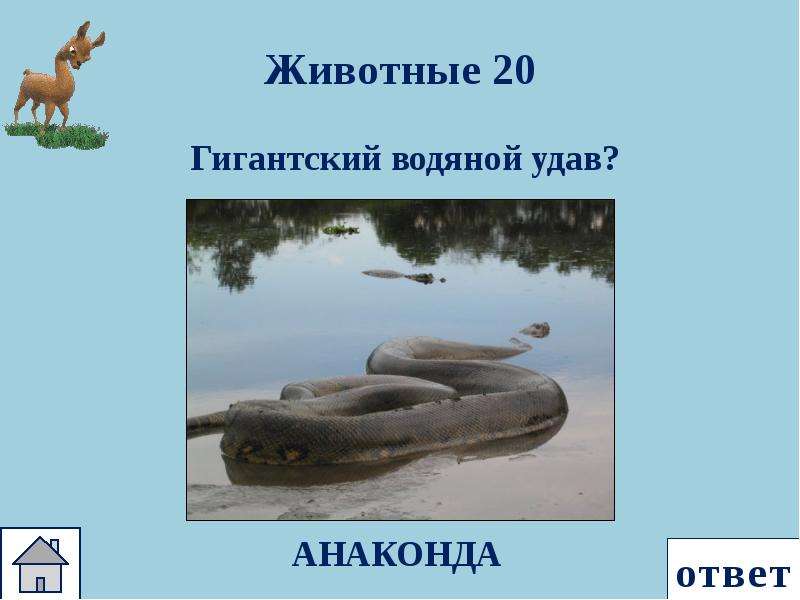 Ответ зверь. Гигантский водяной удав. Водяной удав Анаконда 20 километровая. Загадки с отгадкой Анаконда.