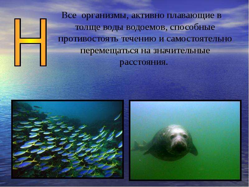 Толстой вода. Активно плавающие организмы. Организмы, активно перемещающиеся в толще воды. Организм плавающий в толще воды. Как передвигаться в толще воды.