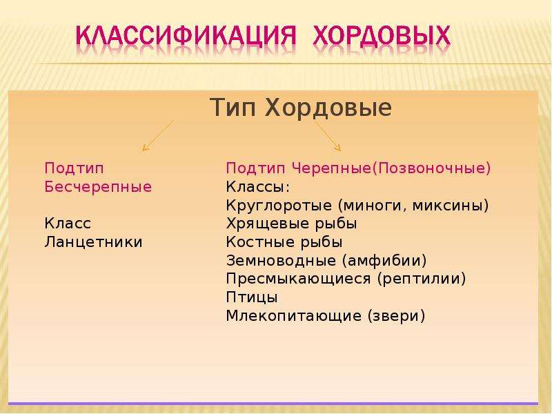 Схема классификации типа хордовых таблица word