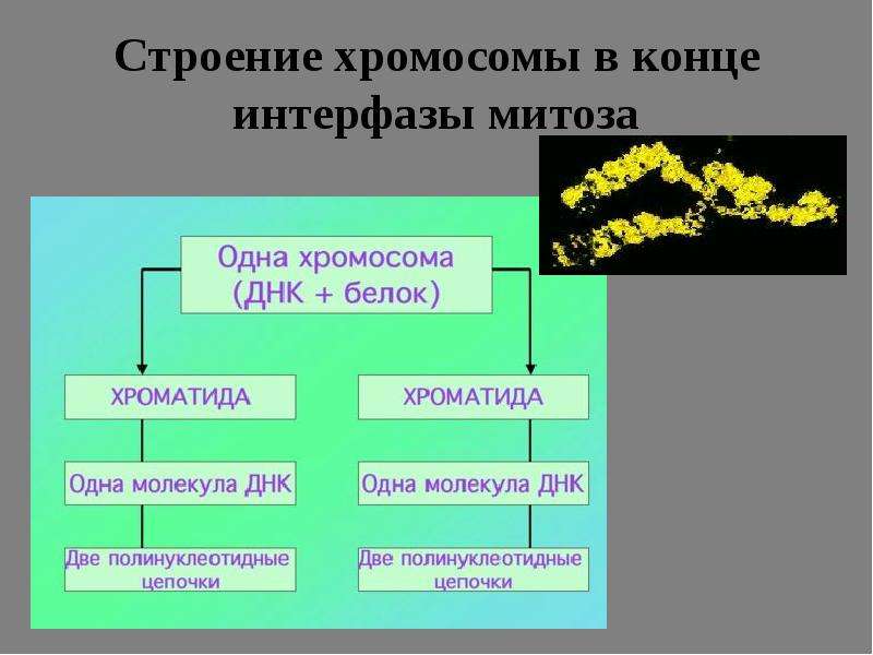Каково значение процесса деления в жизни растения. Конец интерфазы митоза. Хромосомы в интерфазе. Хромосомы в интерфазе митоза. Количество хроматид в конце интерфазы.