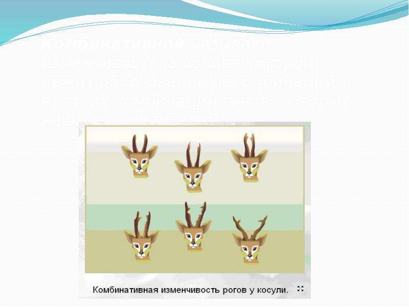 Комбинативная изменчивость. Примеры комбинативной изменчивости у животных. Игра комбинативная изменчивость. Комбинативная изменчивость Рогов у косули. Задачи на комбинативную изменчивость.