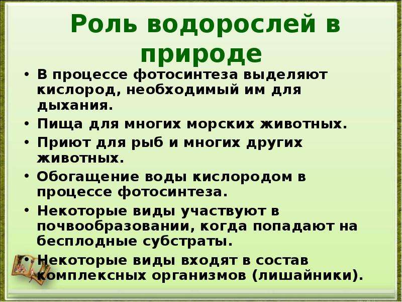 Роль в природе. Роль водорослей в природе. Экологическая роль водорослей. Роль водорослей в природе и жизни человека. Сообщение о роли водорослей в природе.