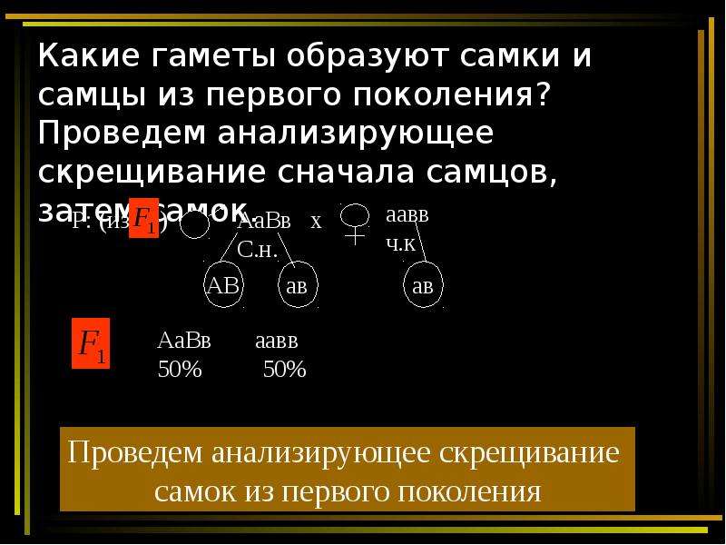 Сколько гамет образуется с генотипом ааввсс. Анализирующее скрещивание ААВВ И ААВВ. ААВВ какие гаметы образуются. Правило частоты гамет. Хромосомная теория наследственности презентация 10 класс.