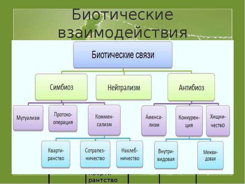 Классификация взаимодействий. Биотические связи. Типы биотических взаимоотношений. Типы биотических взаимодействий. Тип биотических взаимоотношений организмов.