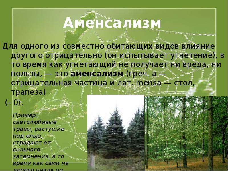 Комменсализм и аменсализм. Аменсализм. Аменсализм примеры. Примеры аменсализма в экологии. Аменсализм это в экологии примеры.