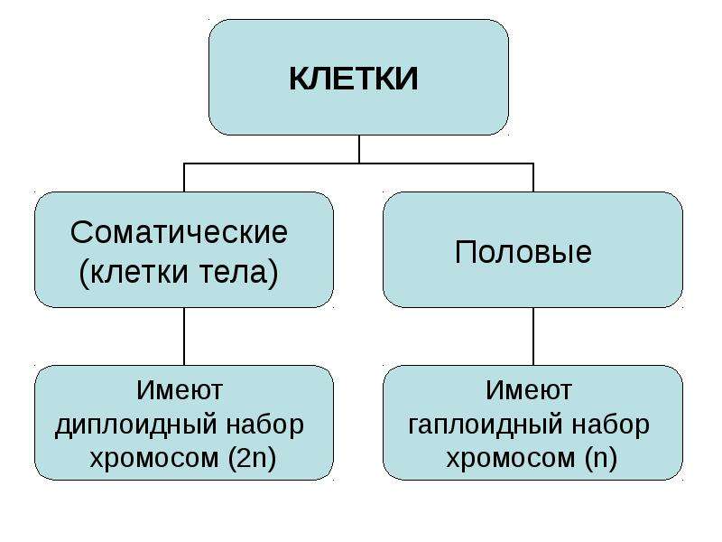 Соматические клетки содержат набор. Строение соматической клетки. Типы клеток соматические. Соматическая и половая клетка. Типы клеток соматические и половые.