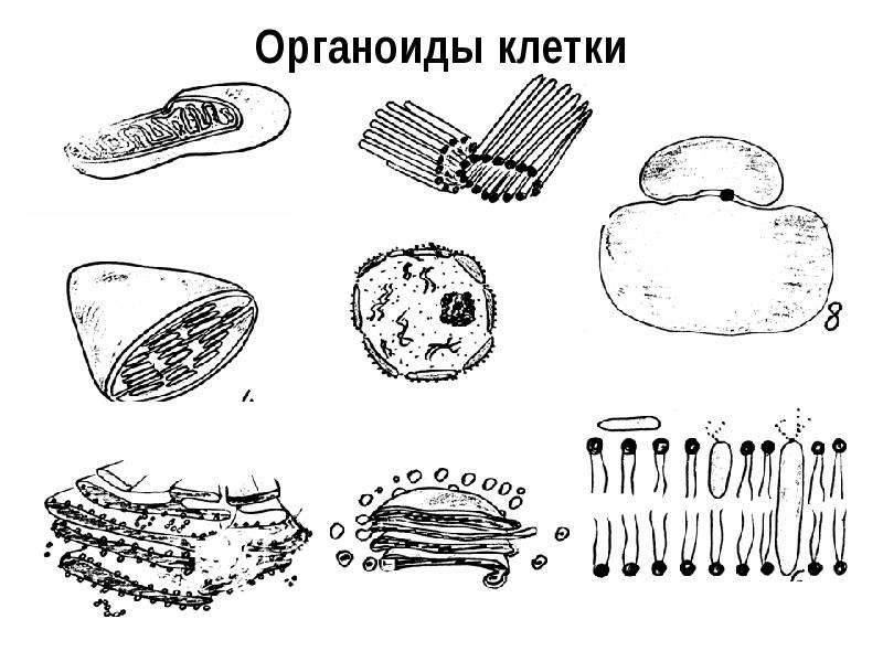 Рисунок клетка егэ биология