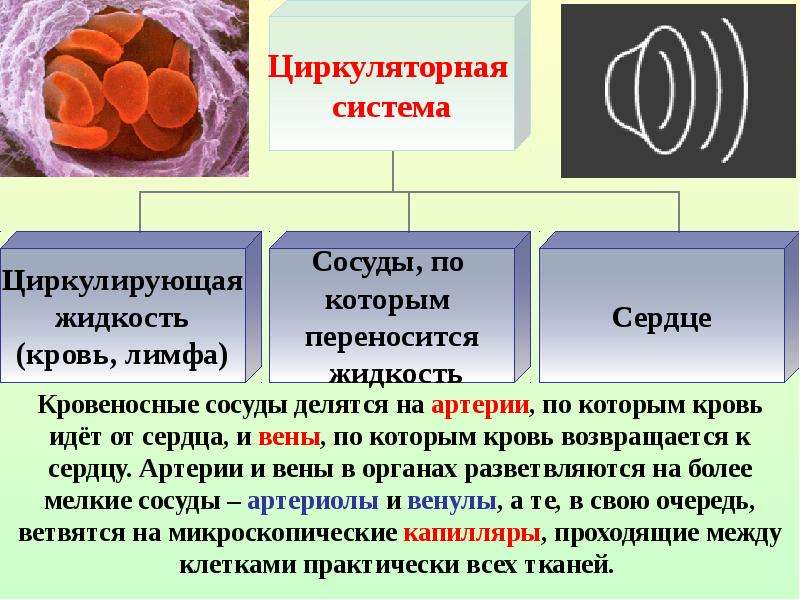 Движение крови по сосудам регуляция кровоснабжения 8 класс презентация