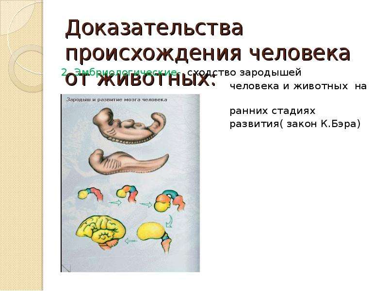 Доказательством происхождения. Доказательства происхождения человека от животных. Эмбриологические доказательства животного происхождения человека. Эмбриологические доказательства человека от животных. Эмбрион человека доказательства животного происхождения.