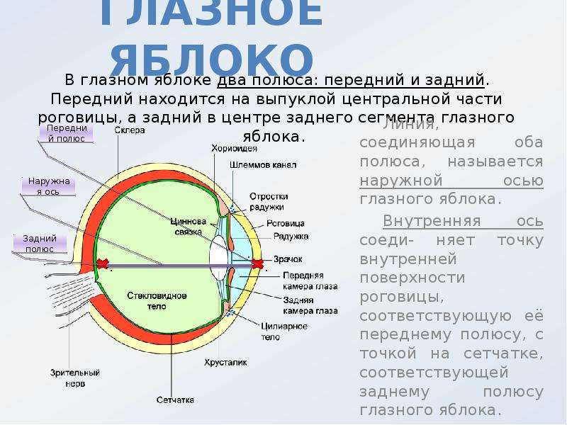 Ось внутри оси. Экватор глаза анатомия. Глазное яблоко анатомия передний полюс. Наружная и внутренняя ось глазного яблока. Наружная глазная ось.