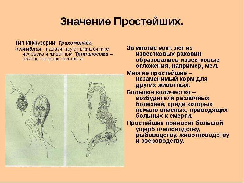 Рассмотрите рисунок на котором представлен цикл развития трипаносомы и ответьте на вопросы