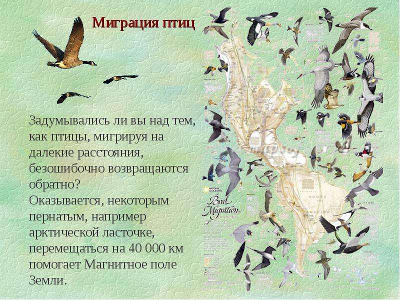 Информация о миграции птиц. Миграция птиц. Всемирный день перелетных птиц. Всемирный день мигрирующих птиц. Миграция птиц презентация.