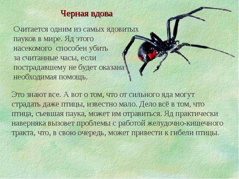 Вдовы описание. Ядовитые животные и насекомые. Паук черная вдова описание. Ядовитые животные России. Доклад про паука черная вдова.