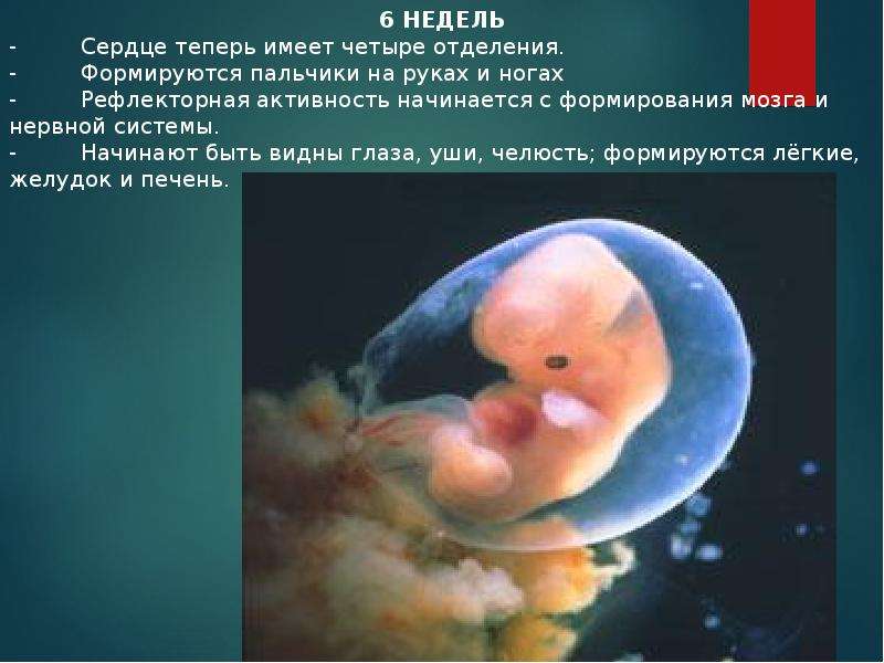 6 недель будет виден. Сердце эмбриона на 6 неделе. Ребенок в утробе 6 недель.