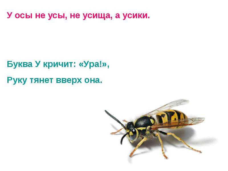 Ус ос