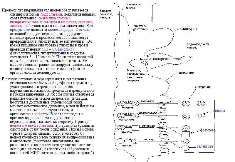 Схема переваривания углеводов в кишечнике
