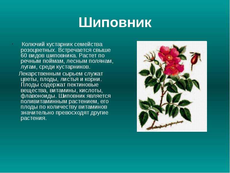 Выбрать текст описание растения. Растения в научном стиле. Лекарственные растения Калмыкии. Описание растения. Описать внешний вид растения.