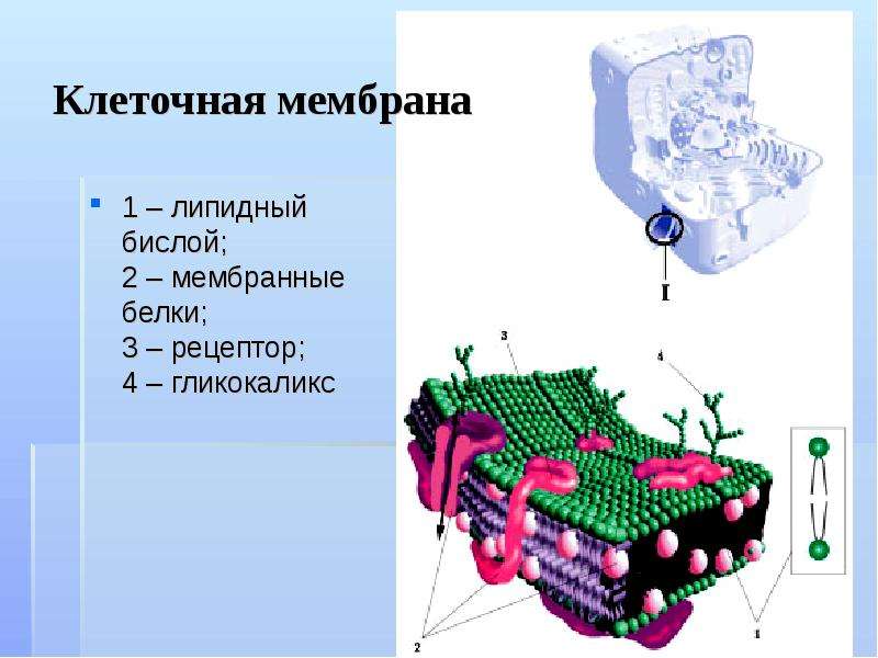 1 мембранные. Липидный бислой клеточной мембраны. Рецепторы клеточной мембраны. Липидный бислой и мембранные белки. Белки рецепторы клеточной мембраны.