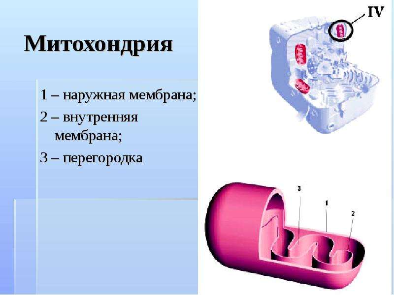 Наружная мембрана. Внутренняя мембрана. Наружная и внутренняя мембрана. Внутренняя мембранная система.