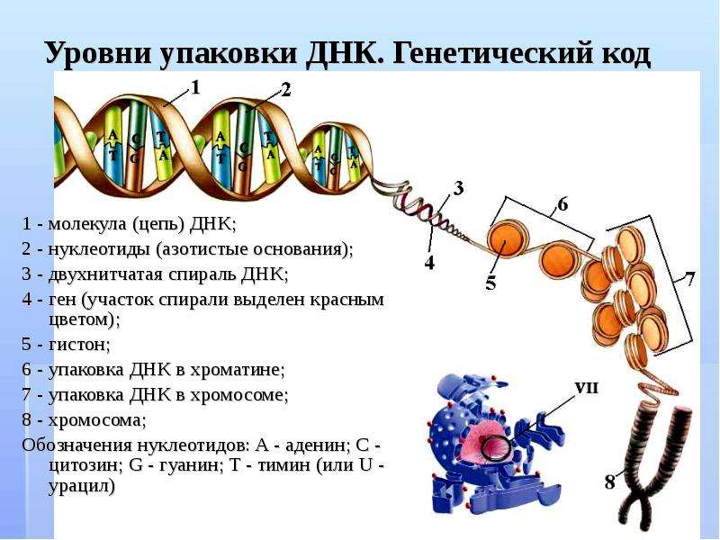 Спирализация белка. Уровни упаковки ДНК В хромосоме. Упаковка молекулы ДНК уровни. Строение хромосомы и упаковка ДНК. Этапы компактизации ДНК.