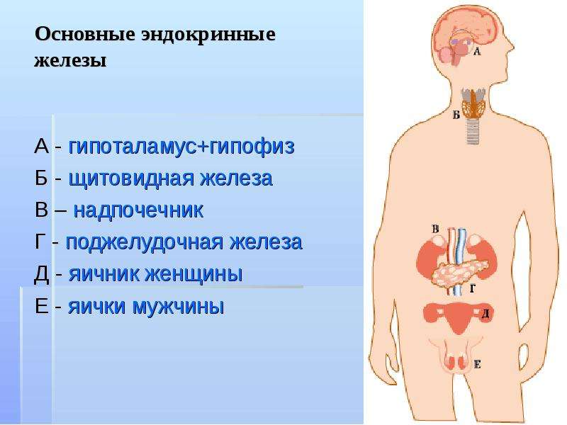 Яичники внутренняя секреция. Эндокринные железы человека рисунок. Железы внутренней секреции. Ткань желез внутренней секреции. Эндокринные железы без подписей.