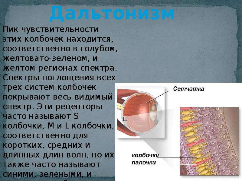 Дальтонизм презентация по биологии