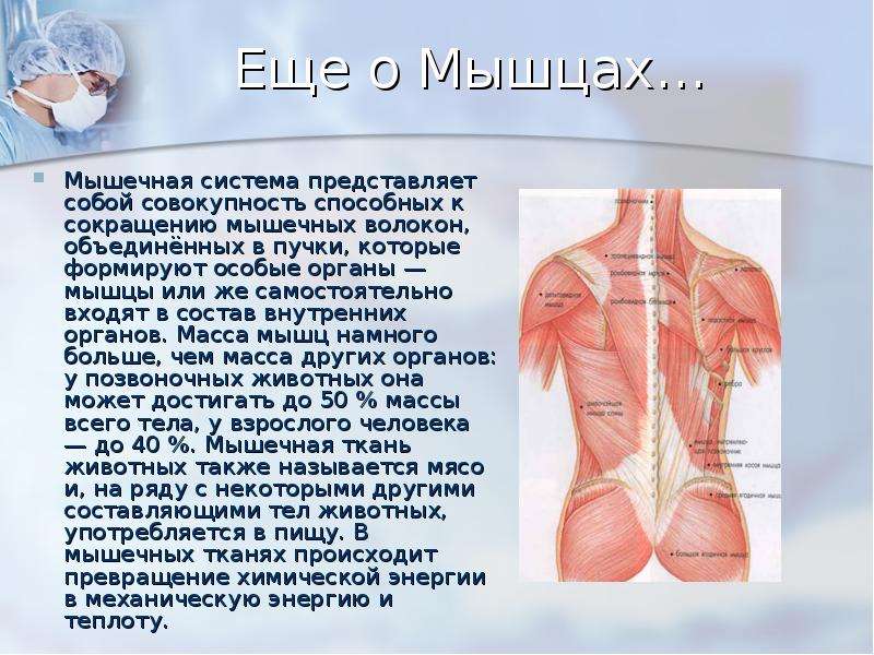 Мышечная система какие органы входят. Сердечная мышца представляет собой. Мышечная система представляет собой. Сердечная мышца представляет из себя:. Сердечная мышца представлена.