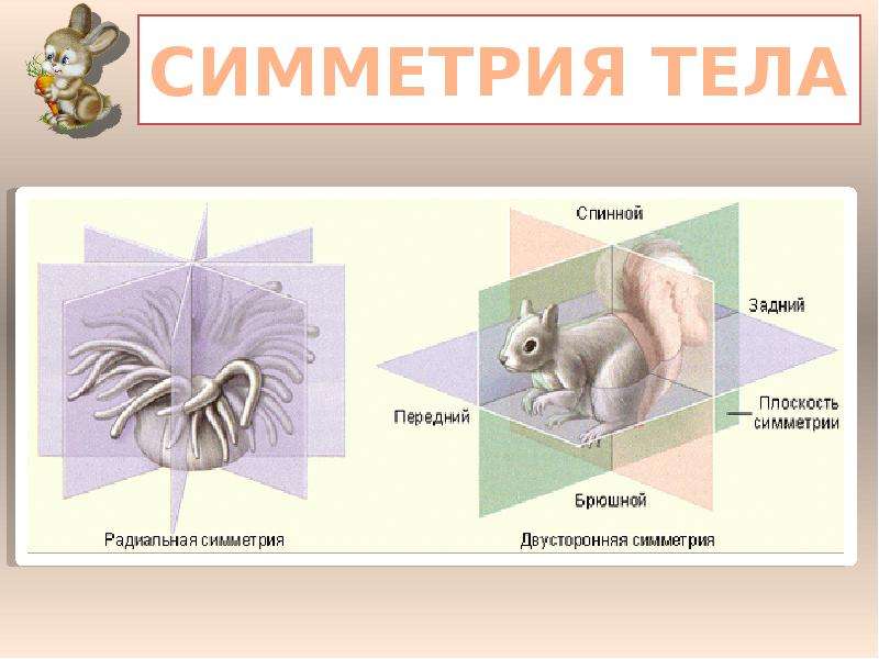 У позвоночных животных радиальная симметрия тела