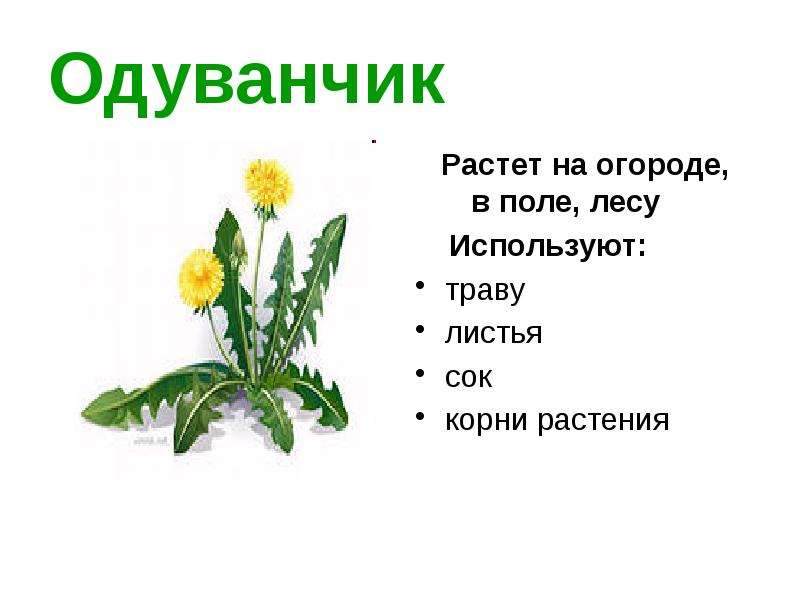 Одуванчик описание для детей. Одуванчик растет. Одуванчик описание. Одуванчик описание растения. Рассказ про одуванчик.