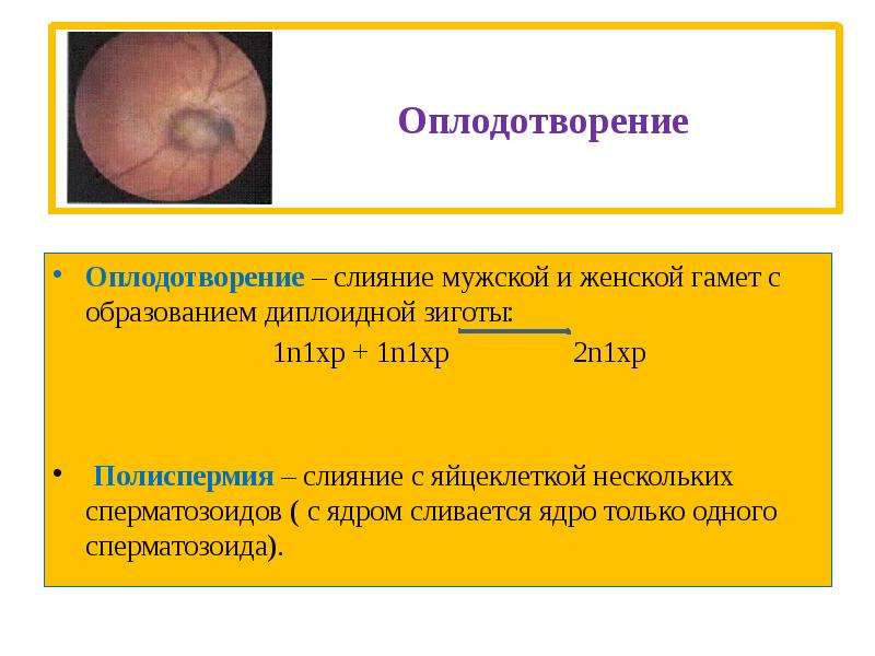 Презентация на тему оплодотворение