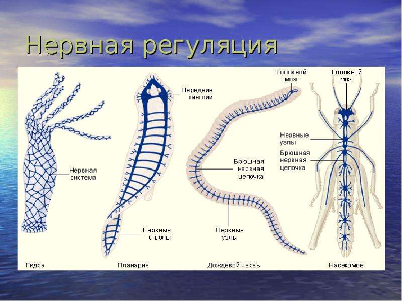 Типы нервной системы организмов. Эволюция нервной системы беспозвоночных. Нервная система многоклеточных. Строения нервной системы у многоклеточных. Нервная регуляция у животрыэ.