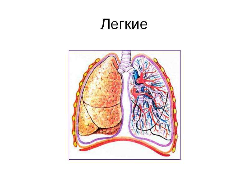 Какие легкие у человека. Легкие строение. Лёгкие человека анатомия. Легкие биология. Строение легкого человека рисунок.