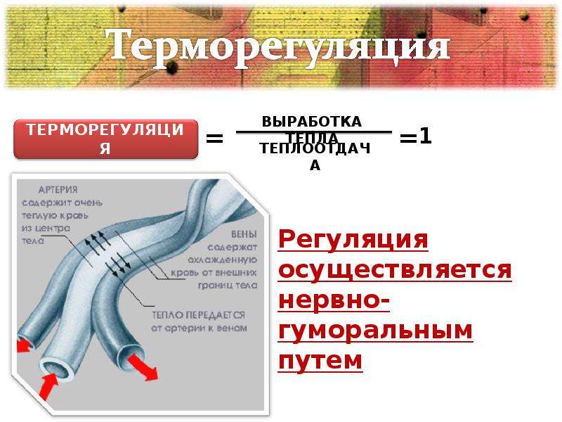 Терморегуляция организма. Терморегуляция организма закаливание. Терморегуляция презентация. Презентация на тему терморегуляция. Терморегуляция презентация физиология.