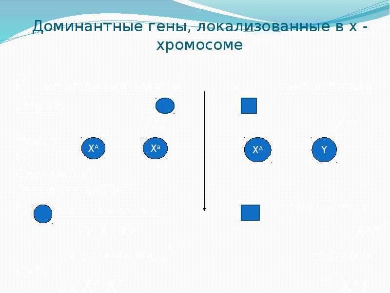 Генетика 9 класс биология презентация