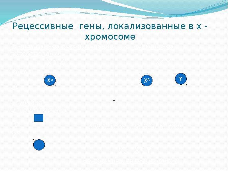 Генетика 9 класс биология презентация