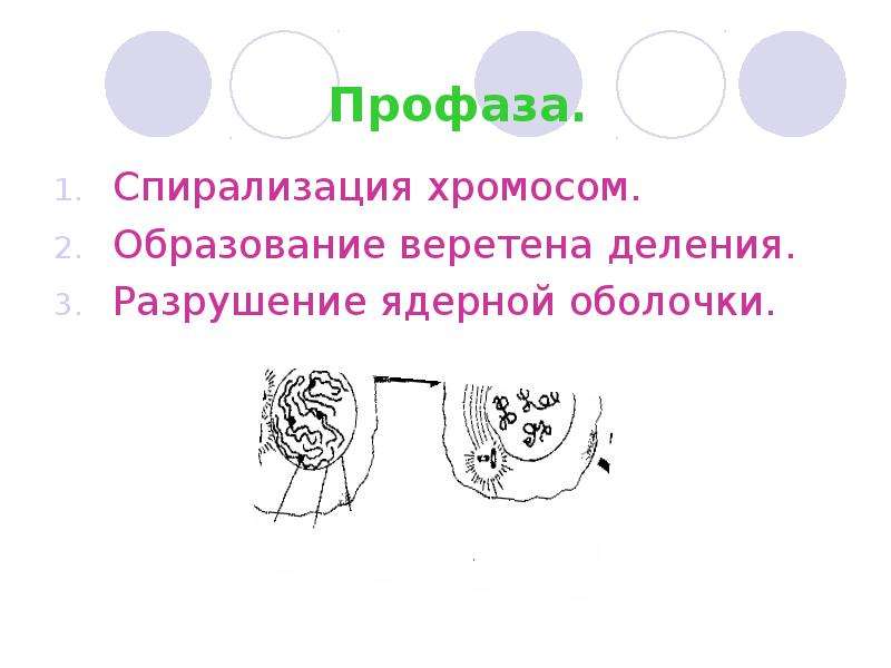 Деление клетки образование веретена деления. Профаза хромосомы спирализуются. Образование веретена деления спирализация хромосом. Спирализация хромосом митоз. Разрушение веретена деления.