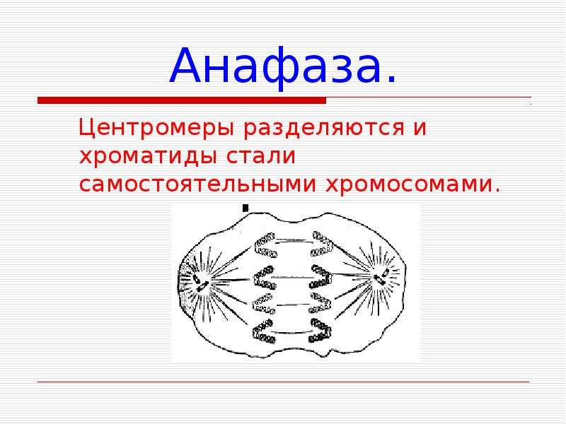 Определите анафазу. Анафаза митоза 2. Деление клетки анафаза. Центромеры разделяются. Центромеры в митозе.