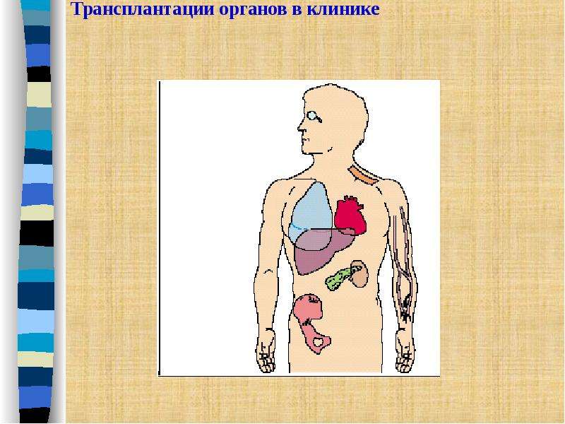 Презентация на тему трансплантация органов и тканей человека