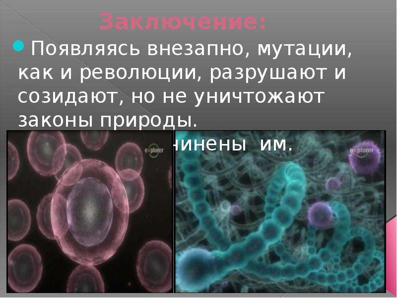 Причины мутаций соматические и генеративные мутации презентация 10 класс