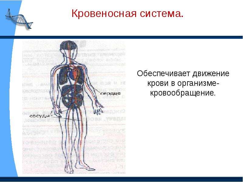 Проект наш организм по окружающему миру 3 класс