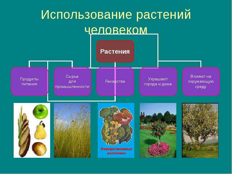 Использование растительных. Использование растений человеком. Техническое использование растений. Где используют растения. Использование растений в промышленности.