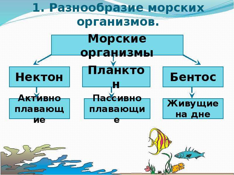 Распространение организмов в мировом океане презентация 6 класс география