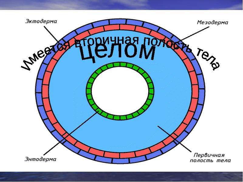 Эктодерма мезодерма энтодерма таблица рисунок