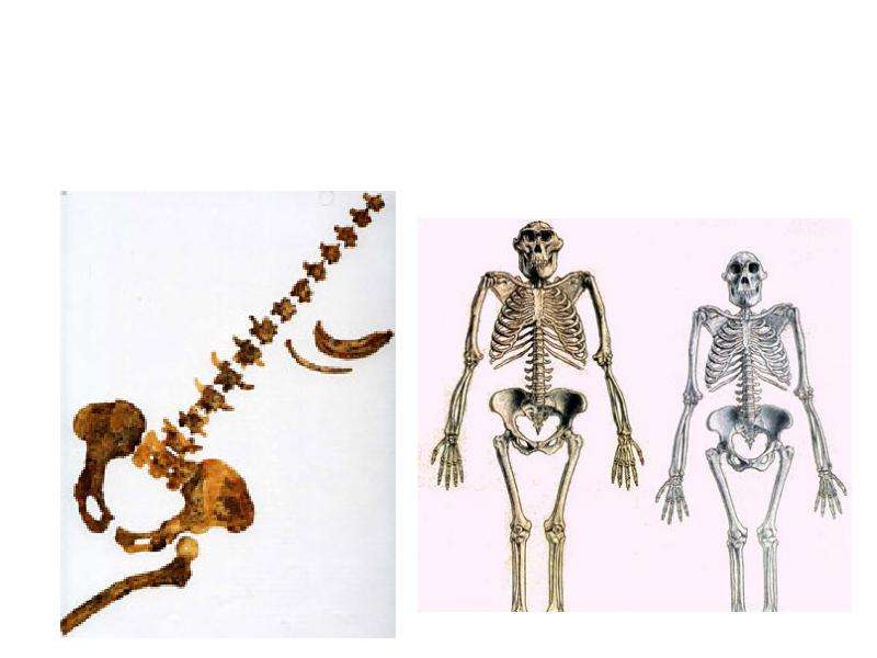 Австралопитеки прямохождение. Скелет австралопитека. Скелет австралопитека и человека. Строение скелета австралопитека. Австралопитек Африканский.
