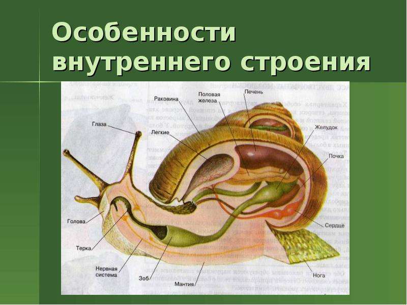 Каковы основные признаки характеризующие моллюсков составьте и зарисуйте схему строения брюхоногого