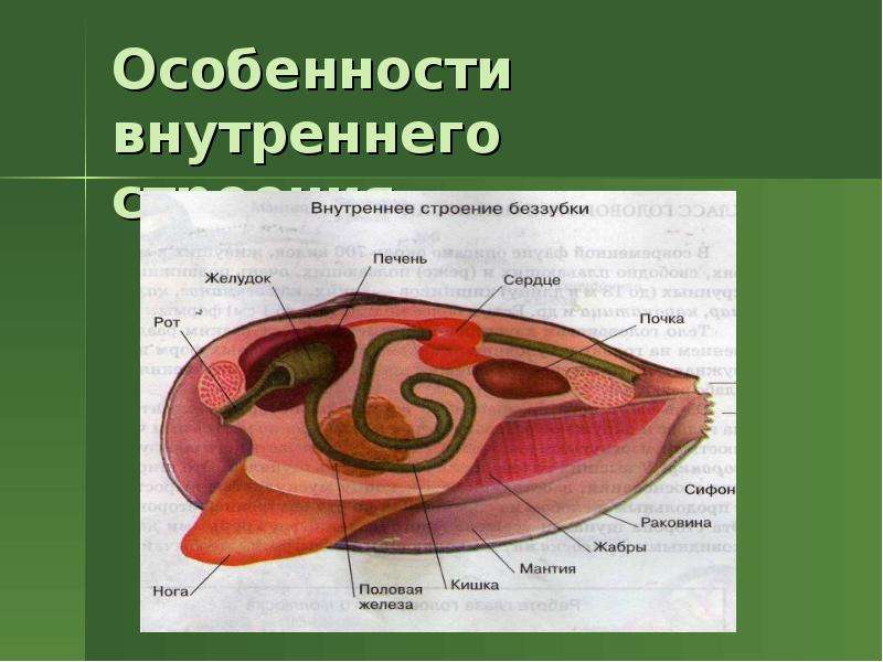 Строение беззубки. Строение беззубки снаружи. Внешнее и внутреннее строение беззубки. Внешнее строение беззубки. Внутреннее строение беззубки.